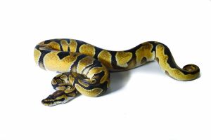 Python regius, enchi orange dream